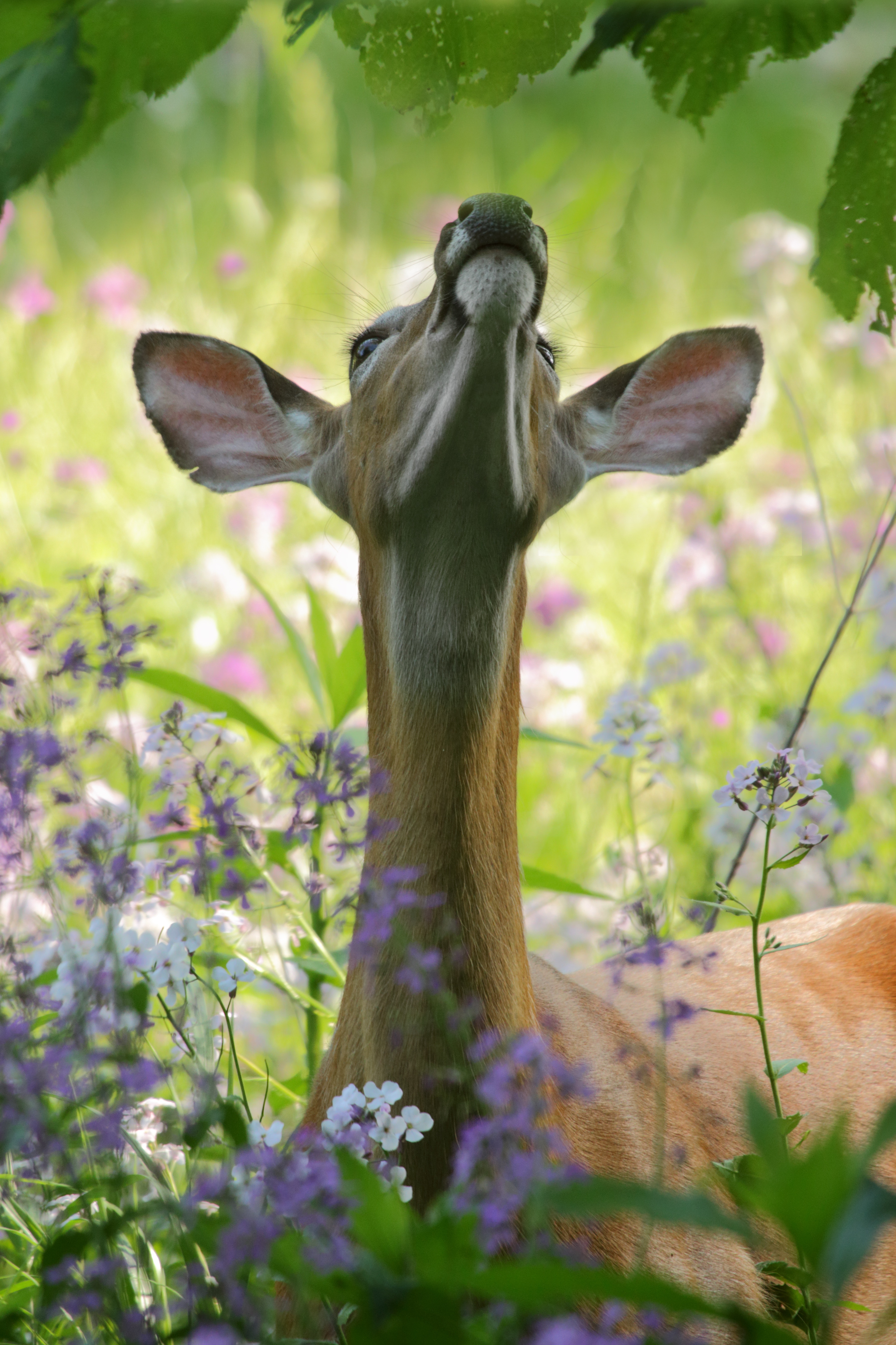 Deer